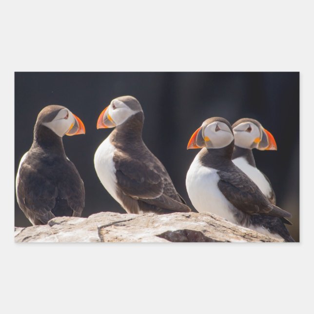 Puffins Rectangular Sticker (Front)