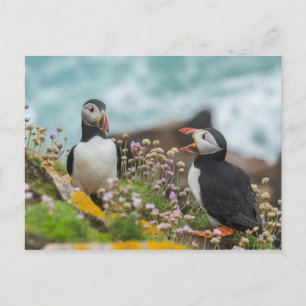 PUFFINS - SALTEE ISLANDS, IRELAND POSTCARD