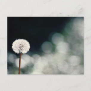 Puffs in the Garden Postcard