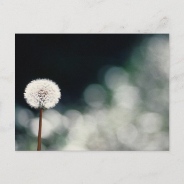 Puffs in the Garden Postcard (Front)