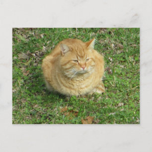 Puffy Cat Postcard