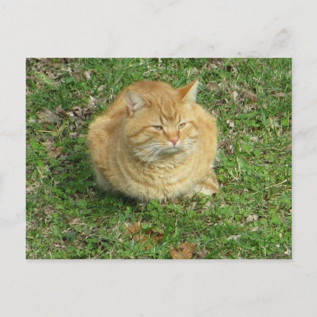 Puffy Cat Postcard (Front)