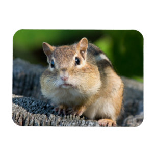Puffy Cheeked Chipmunk Magnet