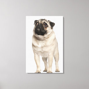 Pug (13 months old) looking up canvas print