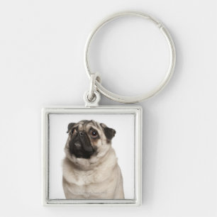 Pug (13 months old) looking up key ring