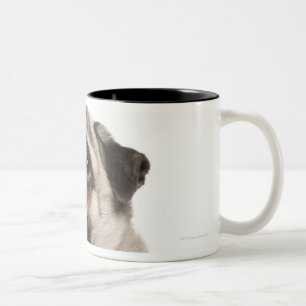 Pug (13 months old) looking up Two-Tone coffee mug