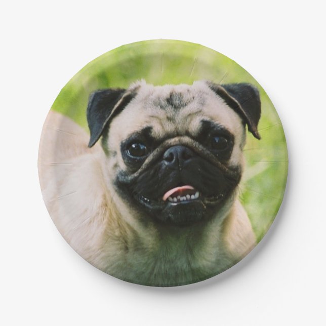 pug-13 paper plate (Front)