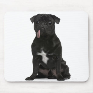 Pug (1 year old) sitting with its tongue hanging mouse mat