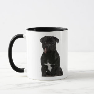Pug (1 year old) sitting with its tongue hanging mug