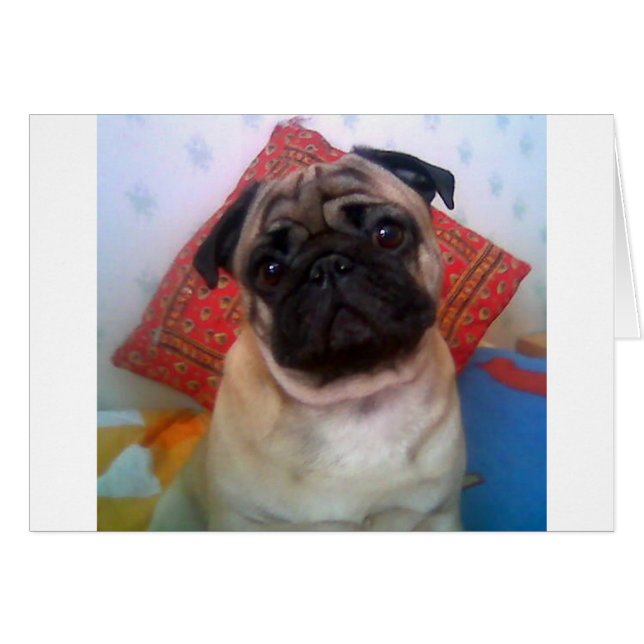 pug 4.png (Front Horizontal)