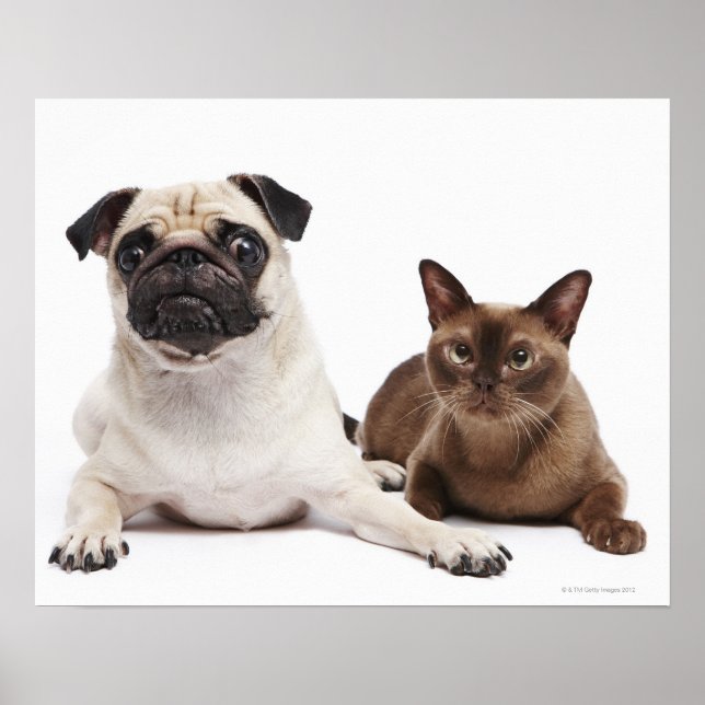 Pug and Burmese cat Poster (Front)