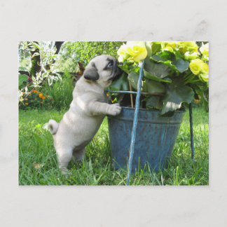 Pug and Flowers Postcard