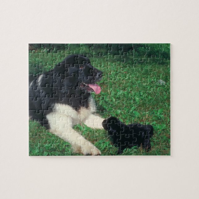 Pug and Newfoundland Dog Puzzle (Horizontal)