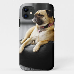 Pug at Rest iPhone 11 Case