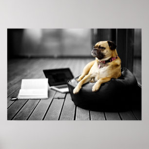 Pug at Rest Poster