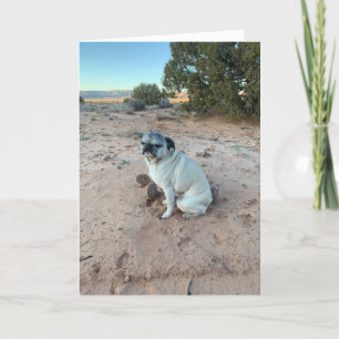 Pug Birthday Card, sarcastic card