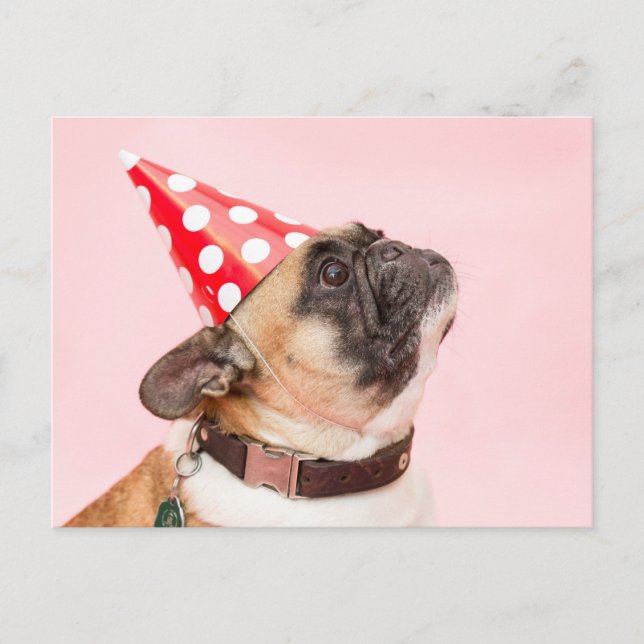 Pug Birthday Postcard (Front)