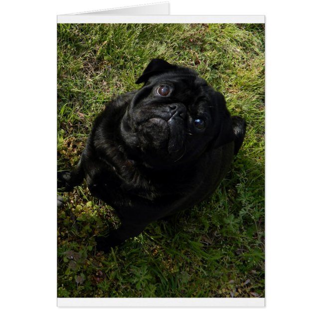 pug black full (Front)