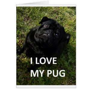 pug black love w pic