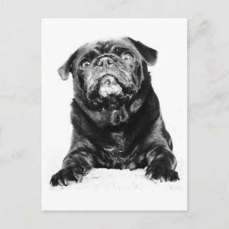 Pug - Black PUG  Black & White Postcard