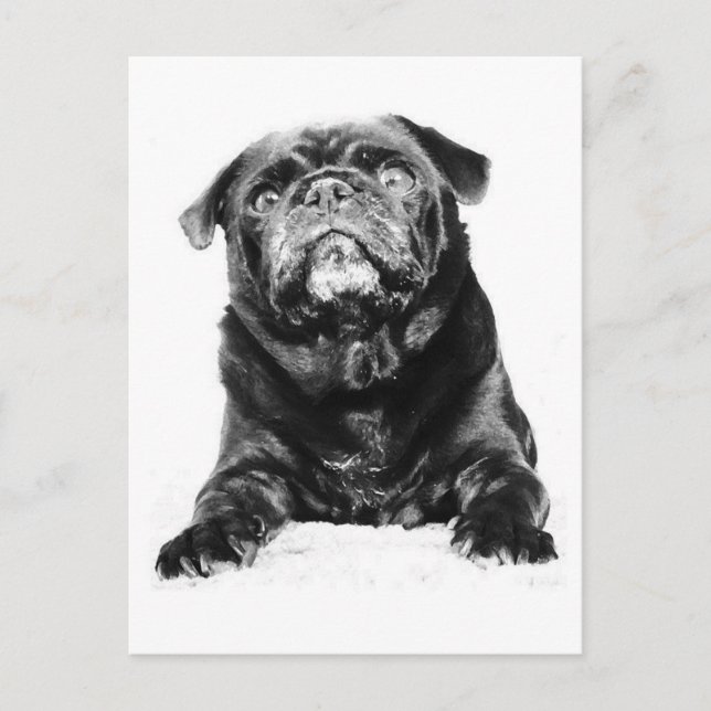 Pug - Black PUG  Black & White Postcard (Front)