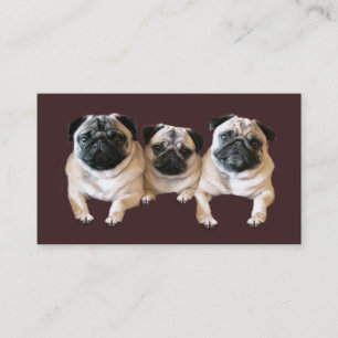 Pug Breeder Business Card