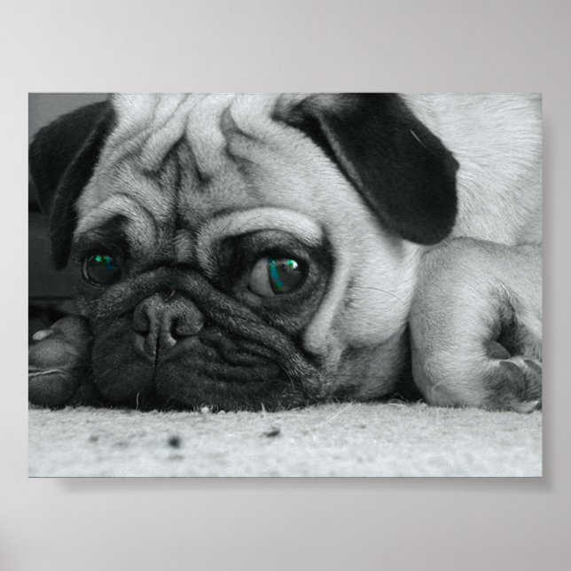 Pug "Breena" Poster (Front)