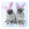 Pug bunny's