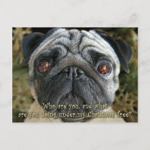 Pug Christmas postcard - Look into her eyes...