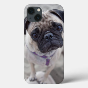 Pug Closeup iPhone 13 Case