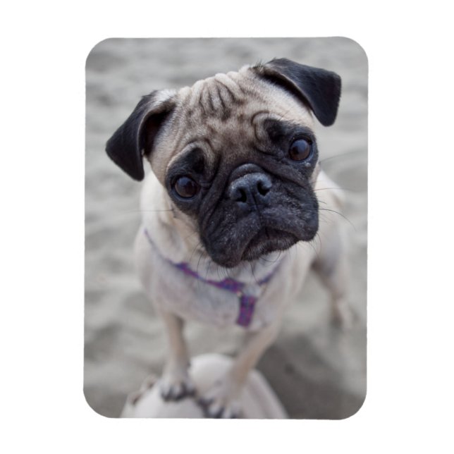 Pug Closeup Magnet (Vertical)