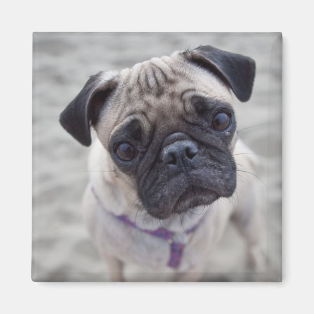 Pug Closeup Magnet (Front)