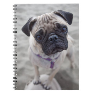 Pug Closeup Notebook