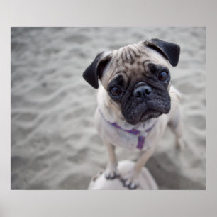 Pug Closeup Poster