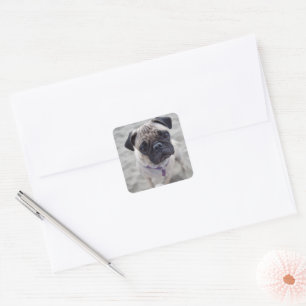 Pug Closeup Square Sticker