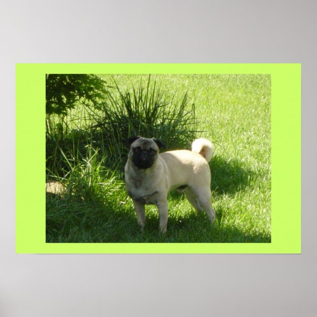 Pug day poster (Front)
