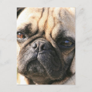 Pug Dog Breed Postcard