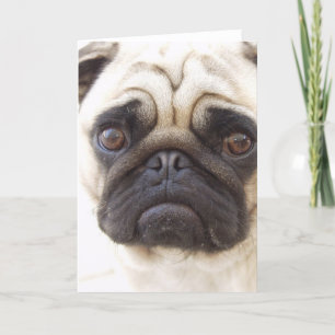 Pug Dog Greeting Card