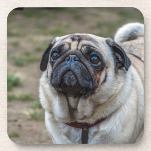 Pug dog hard plastic coasters