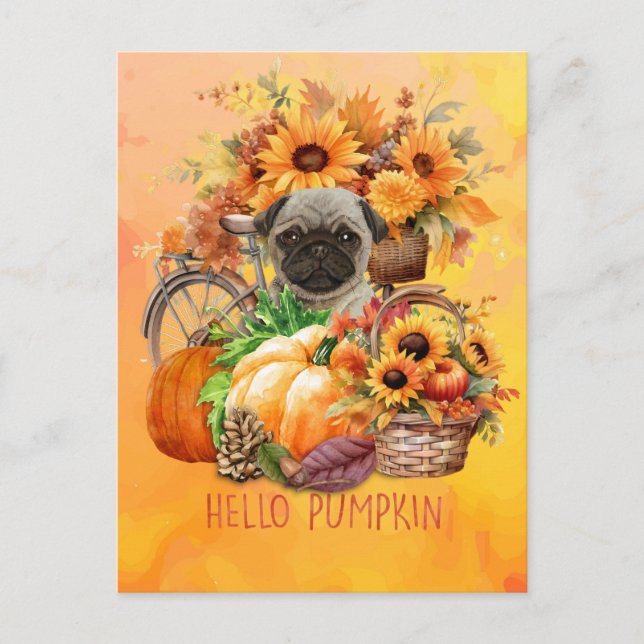 Pug Dog Hello Pumpkin Fall Autumn Thanksgiving   Holiday Postcard (Front)