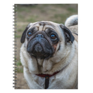 Pug dog notebook