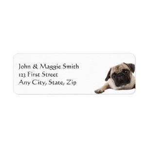 Pug Dog Pet Animal