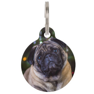Pug Dog. Pet Tag