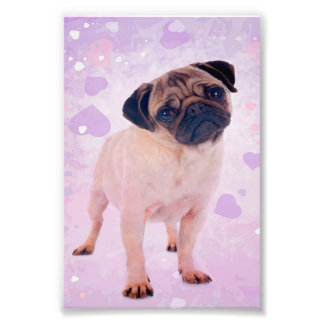 Pug Dog Photo Print