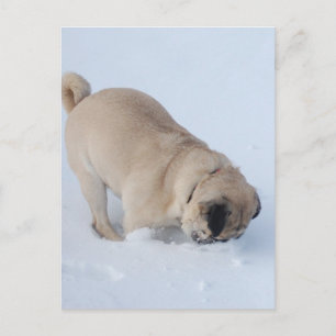Pug Dog Playing the the Winter Snow Postcard