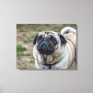 Pug dog portrait canvas print