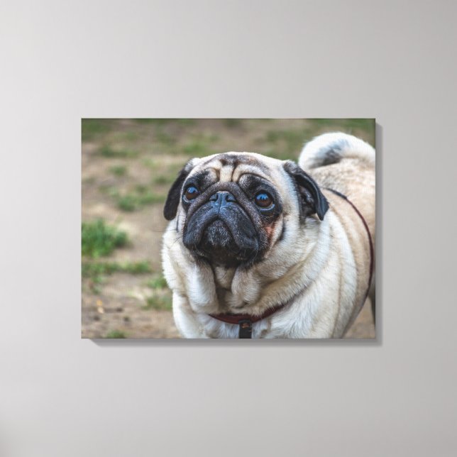 Pug dog portrait canvas print (Front)