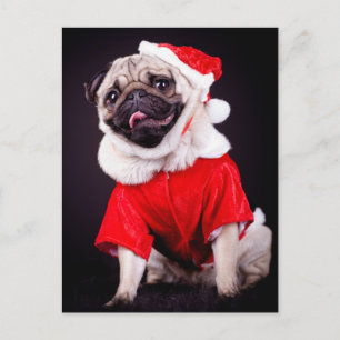 pug dog postcard