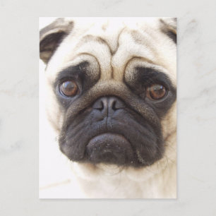Pug Dog Postcard