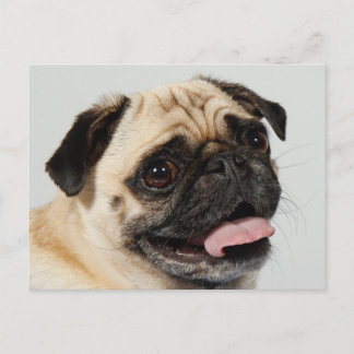 pug dog postcard